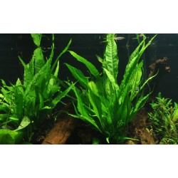 Microsorum pteropus su roccia lavica - Tropica