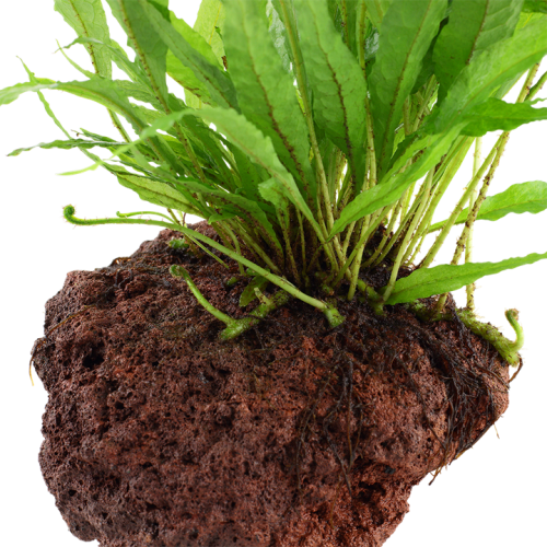 Microsorum pteropus on lava rock - Tropica