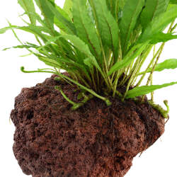 Microsorum pteropus su roccia lavica - Tropica