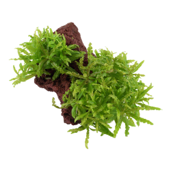 Pogostemon helferi su roccia lavica - Tropica