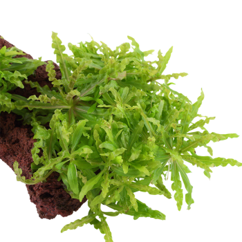 Pogoston Helferi sur la lave rock - Tropica 2