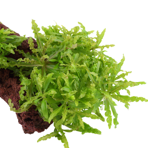 Pogostemon helferi su roccia lavica - Tropica