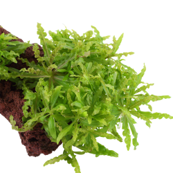 Pogostemon helferi on lava rock - Tropica