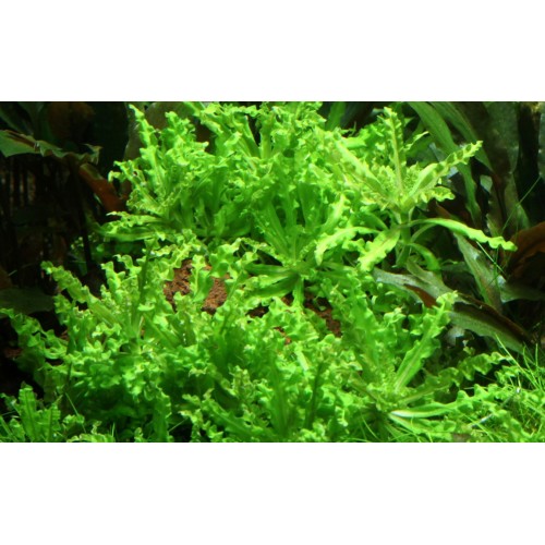 Pogostemon helferi on lava rock - Tropica