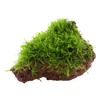 Taxiphyllum barbieri Bogor Moss su roccia lavica - Tropica