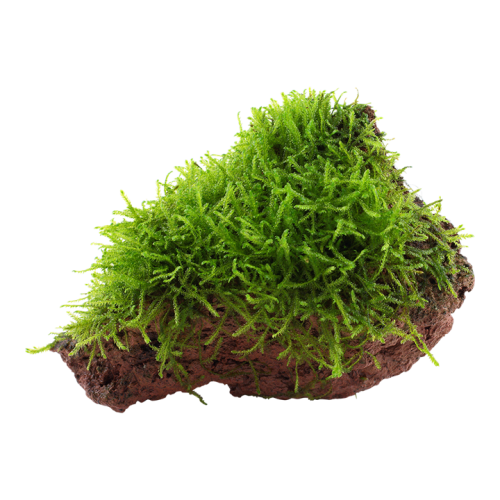 Taxiphyllum Barbieri Bogor Moss on lava rock -...