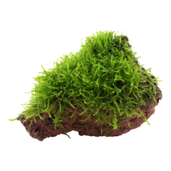 Taxiphyllum Barbieri Bogor Moss on lava rock - Tropica
