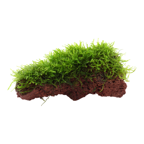 Taxiphyllum Barbieri Bogor Moss on lava rock -...