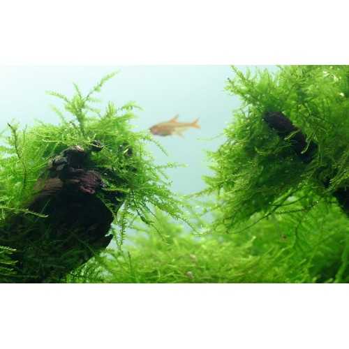 Taxiphyllum Barbieri Bogor Moss on lava rock -...
