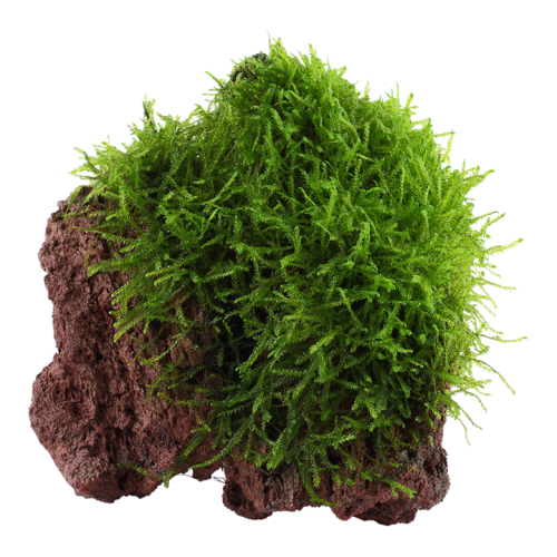 Taxiphyllum Barbieri Bogor Moss on lava rock -...