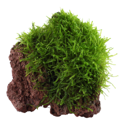 Taxiphyllum Barbieri Bogor Moss on lava rock - Tropica