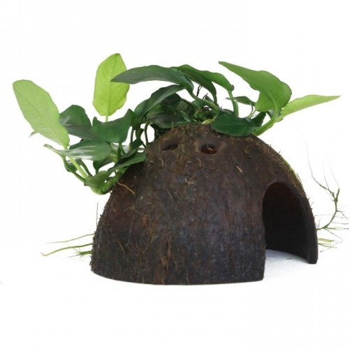 Anubias barteri var. nana su noce di cocco - Tropica
