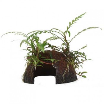 Hygrophila pinnatifida sur la noix de coco - Tropica