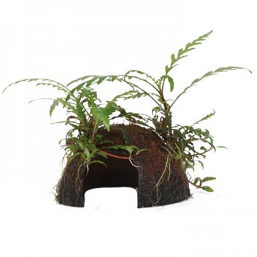 Hygrophila pinnatifida sur la noix de coco -...