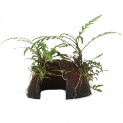 Hygrophila pinnatifida sur la noix de coco - Tropica