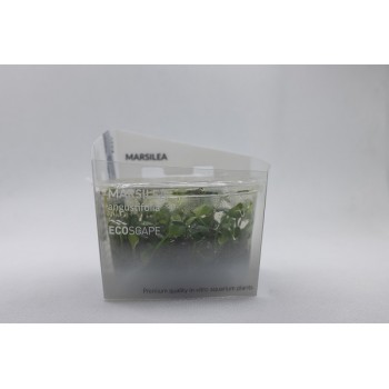 Marsilea Angustifolia à la Coupe - Aquaflora 2