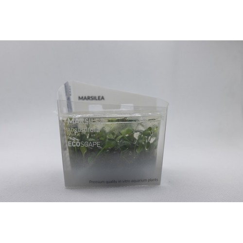 Marsilea Angustifolia à la Coupe - Aquaflora