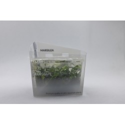 Marsilea Angustifolia à la Coupe - Aquaflora