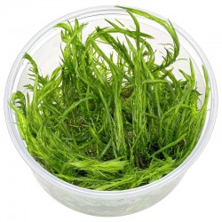 Mayaca fluviatilis in cup - Aquaflora