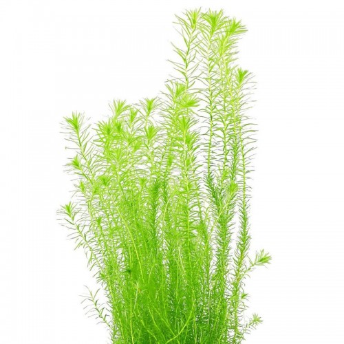 Mayaca fluviatilis in cup - Aquaflora