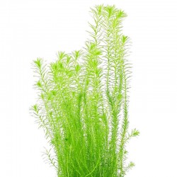 Mayaca fluviatilis in cup - Aquaflora