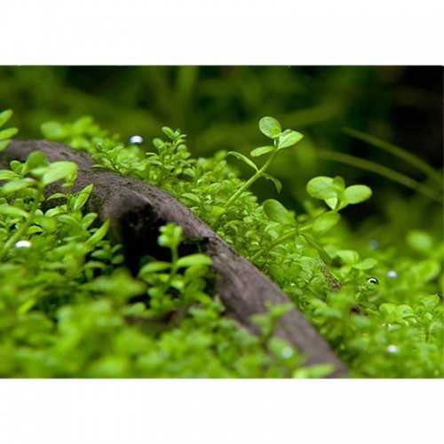 Micranthemum sp. Monte Carlo in Cup - Aquaflora