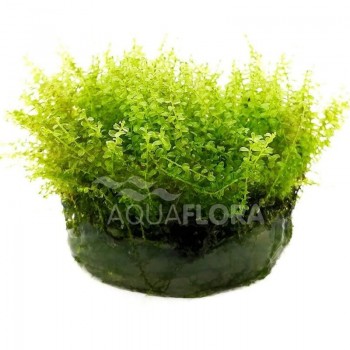 Plagiomnium affine in cup - Aquaflora