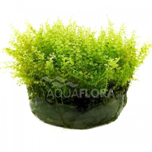 Plagiomnium affine dans la tasse - Aquaflora