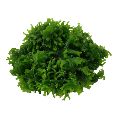 Monosolenium tenderum in cup - Aquaflora