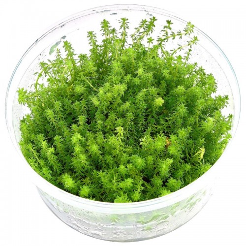 Myriophyllum sp. Guyana in cup - Aquaflora