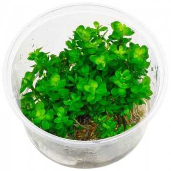 Rotala Indicates Bonsai ammania in cup - Aquaflora