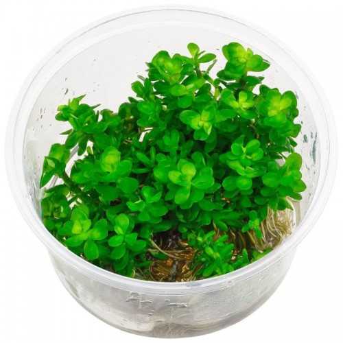Rotala Indicates Bonsai ammania in cup - Aquaflora