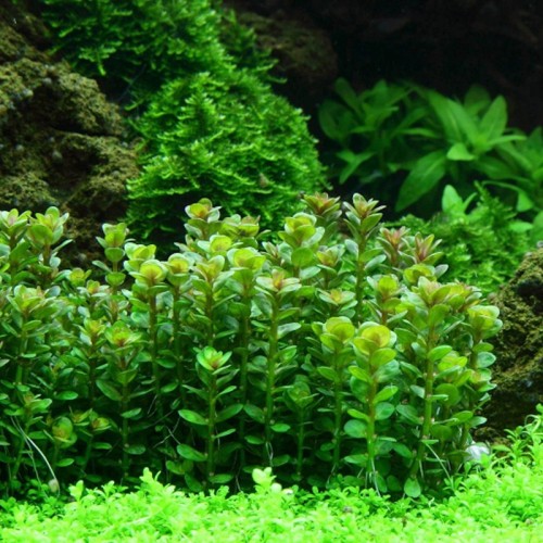 Rotala indique le bonsaï ammania en coupe -...