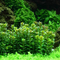 Rotala indica Ammania Bonsai in cup - Aquaflora