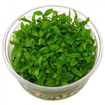 Staurogyne repens in cup - Aquaflora