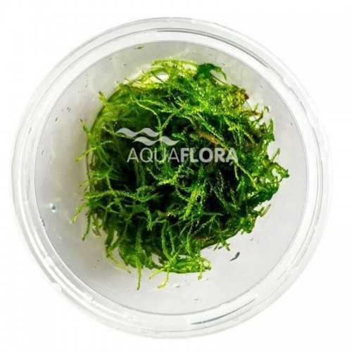 Taxiphyllum barbers in the cup - Aquaflora
