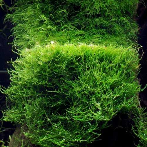 Taxiphyllum barbers in the cup - Aquaflora