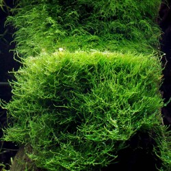 Taxiphyllum barbers in the cup - Aquaflora