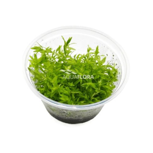 Tonina fluvatilis en coupe - Aquaflora