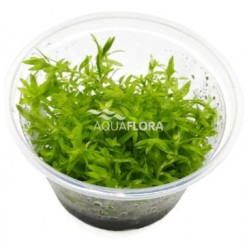 Tonina fluvatilis en coupe - Aquaflora