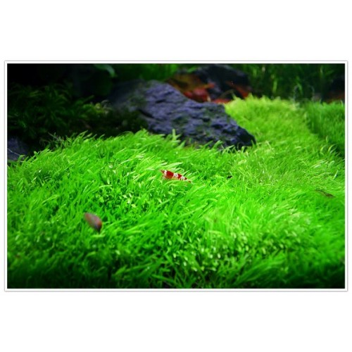 Utricularia graminifolia in cup - Aquaflora