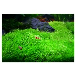 Utricularia graminiifolia en coupe - Aquaflora