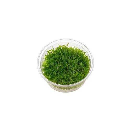 Vesicular Mountaini Christmas Moss in Cup -...