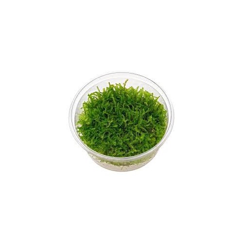 Vesicularia montagnei Christmas Moss in cup - Aquaflora