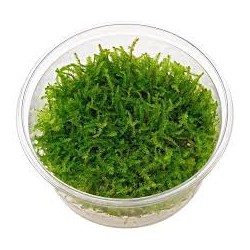 Vesicularia montagnei Christmas Moss in cup - Aquaflora