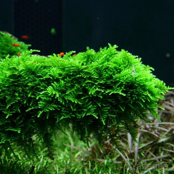 Vesiculaire Mountain Moss de Noël en coupe - Aquaflora 2