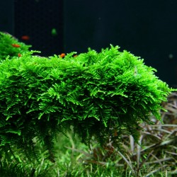 Vesicularia montagnei Christmas Moss in cup - Aquaflora