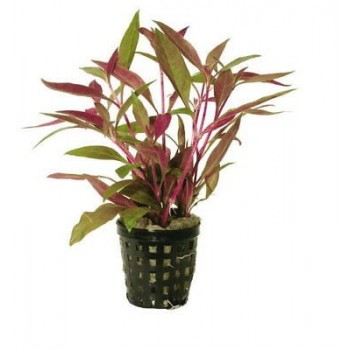 Alternanthera reineckii in vasetto - Aquaflora