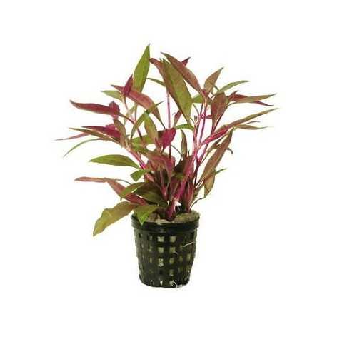 Alternanthera Reineckii in Jar - Aquaflora