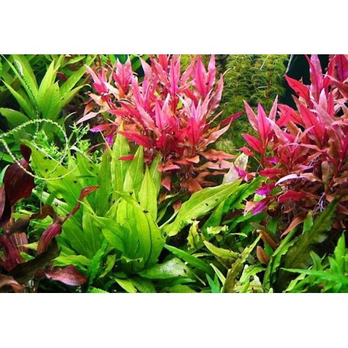 Alternanthera reineckii in pot - Aquaflora